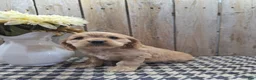 Cocker Spaniel dogs for sale: Cash - Ad 3