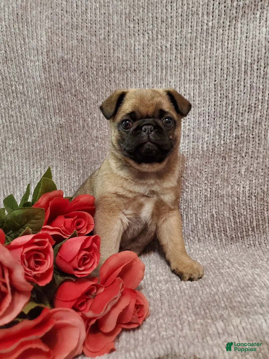 Pug dogs for sale: Jaxson - Ad 4