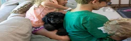 Bernedoodle dogs for sale: Olympic - Ready Now! - Ad 14