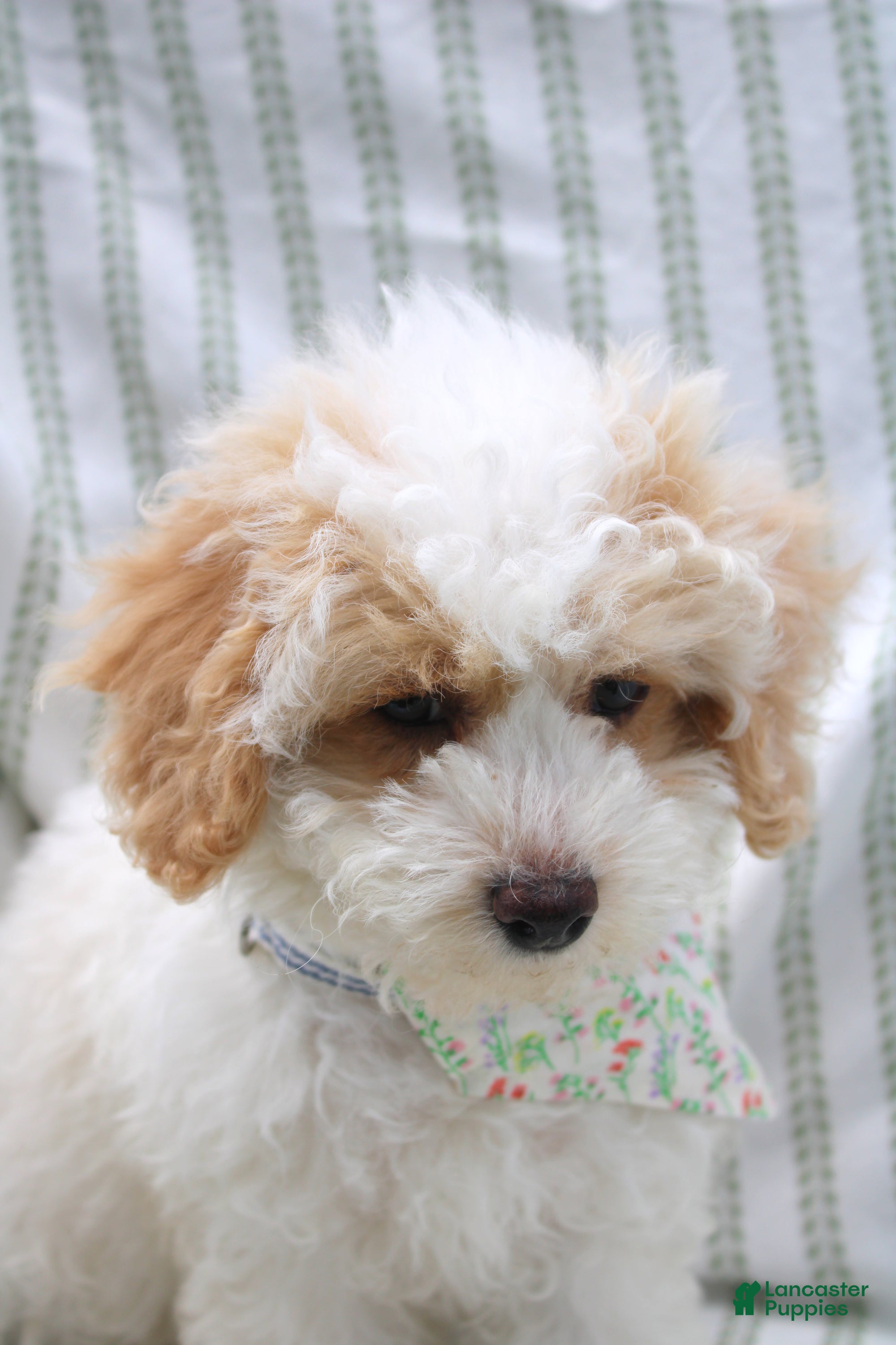 Bichpoo dogs Birdie - Ad 2