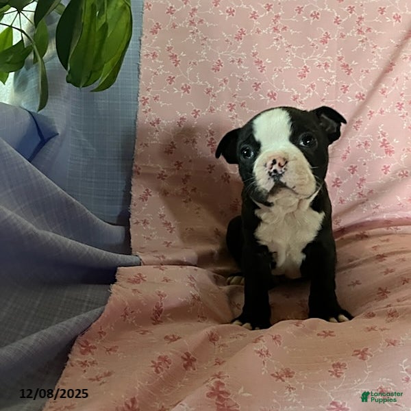 Boston Terrier dogs Friendly - Ad 1