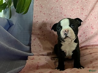 Boston Terrier dogs Friendly - Ad 18
