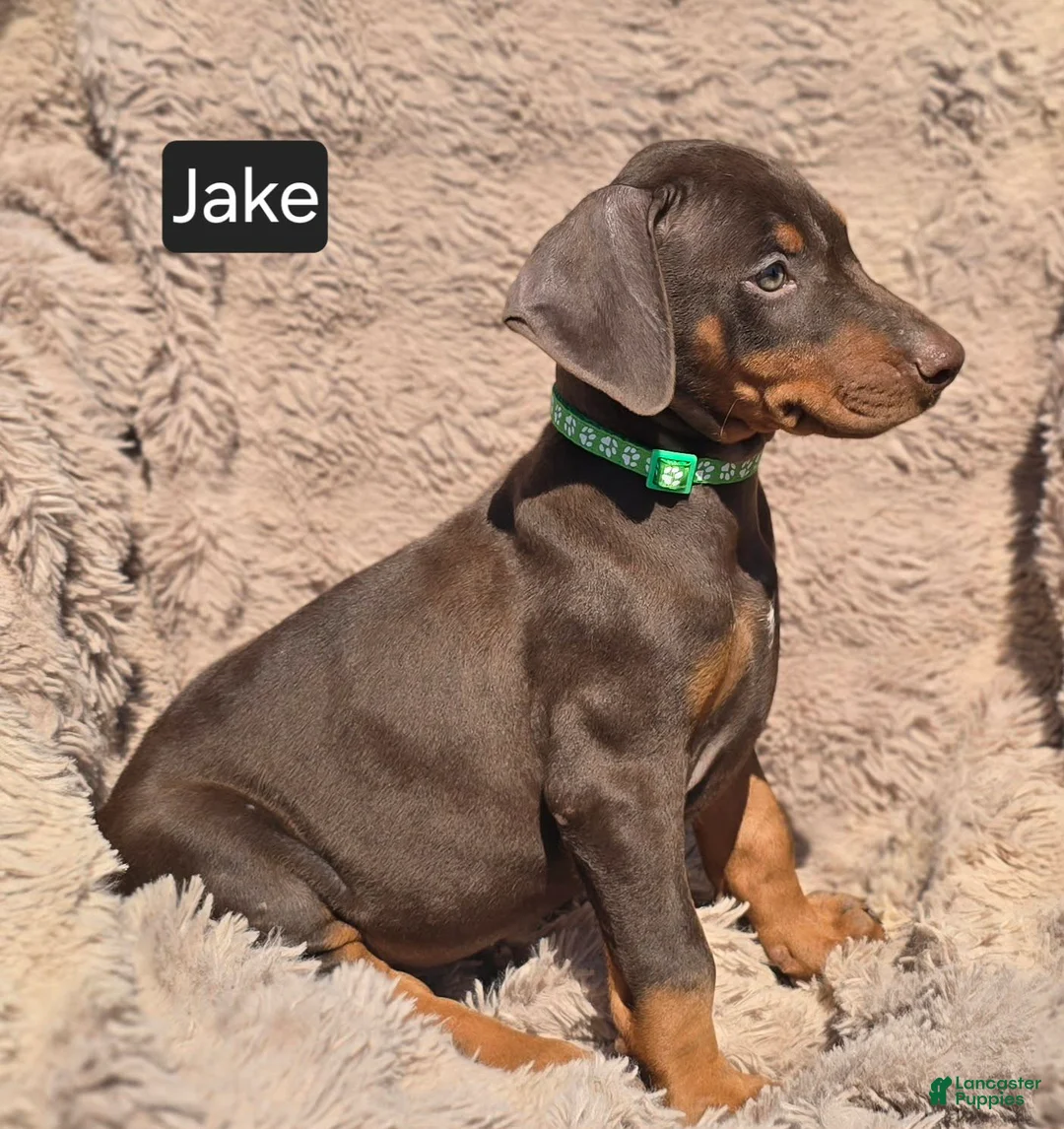 Doberman Pinscher dogs for sale: Jake - Ad 6