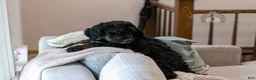 Bernedoodle dogs for sale: Denali - Ready Now! - Ad 21