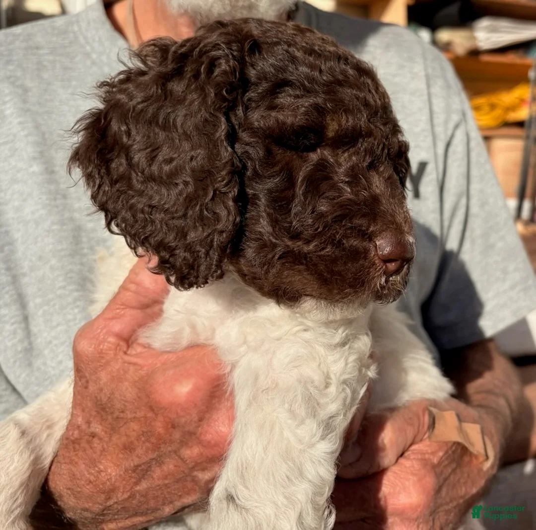 Mixed Breed dogs for sale: Abby - Ad 1