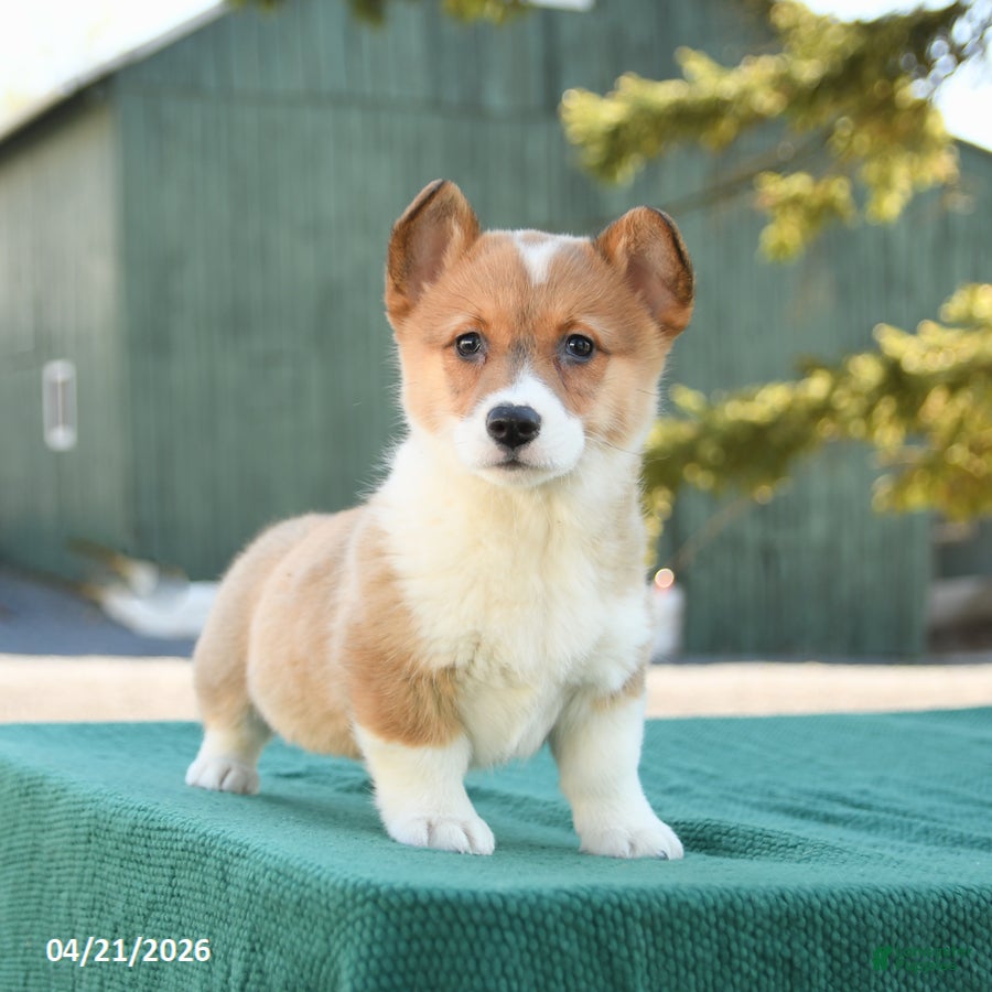 Welsh Corgi Pembroke dogs Sadie - Ad 2