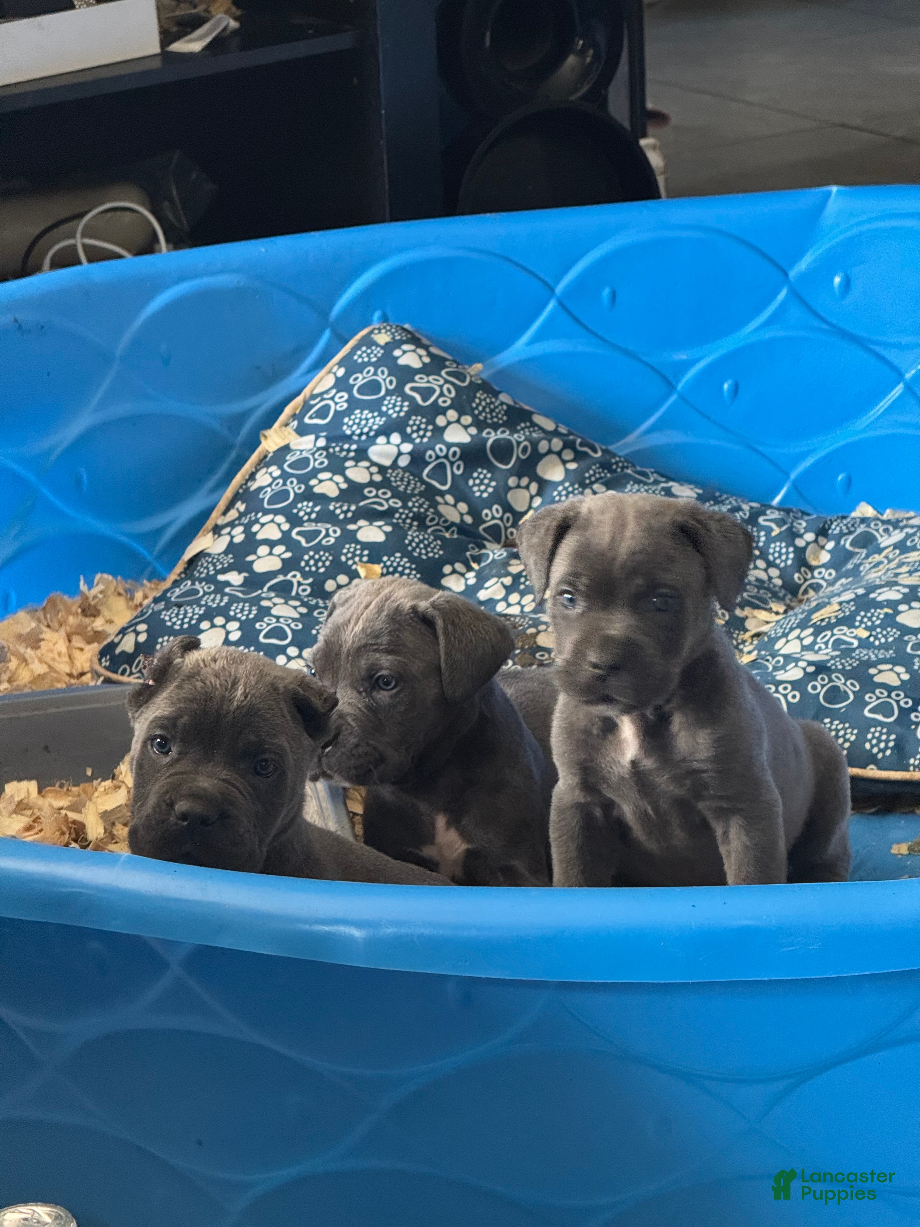 Cane Corso dogs Cane Corso 3 - Ad 1