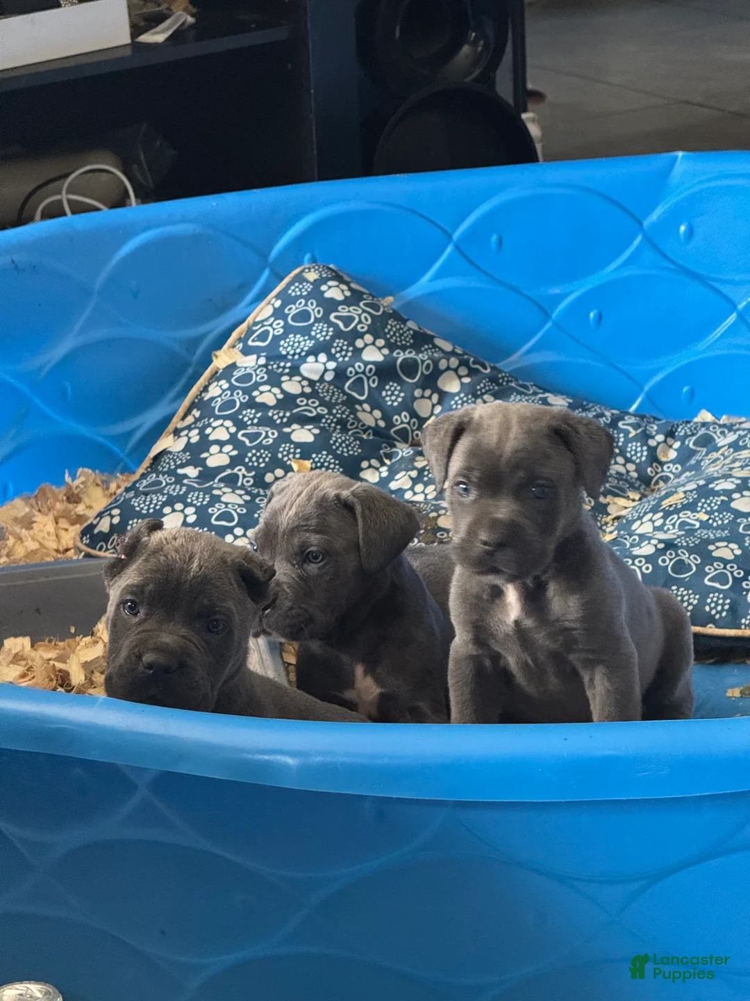 Cane Corso dogs for sale: Cane Corso 3 - Ad 1