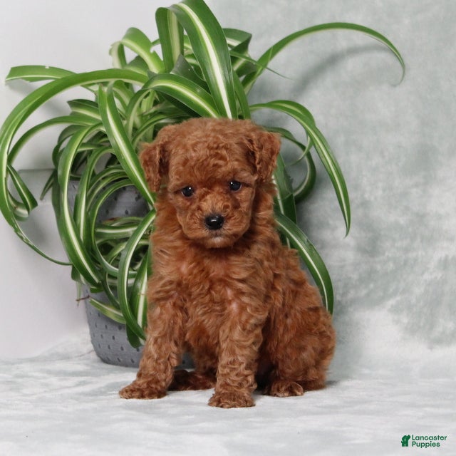Miniature Poodle dogs Tiny - Ad 1