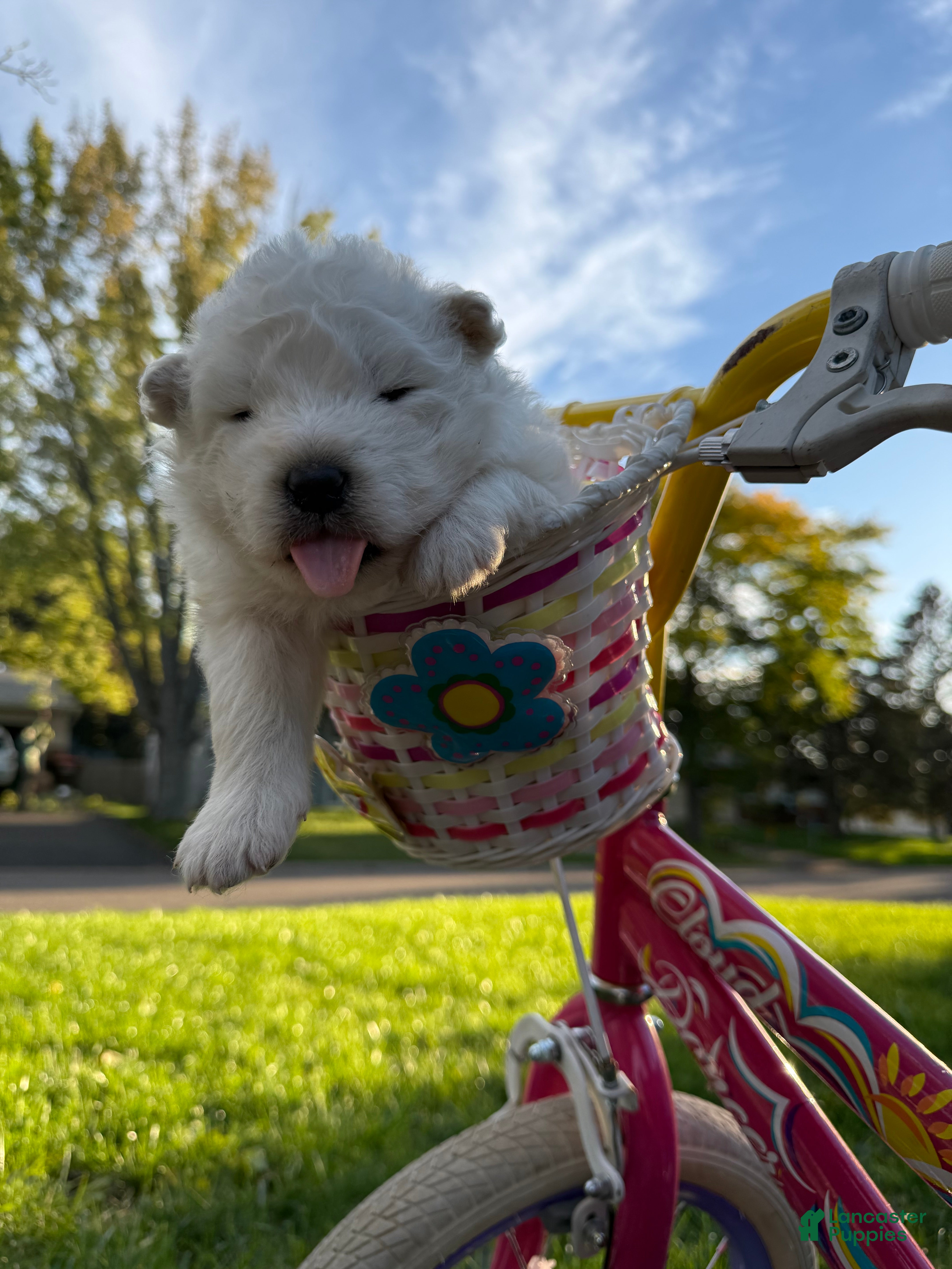 Samoyed dogs for sale: White - Ad 2