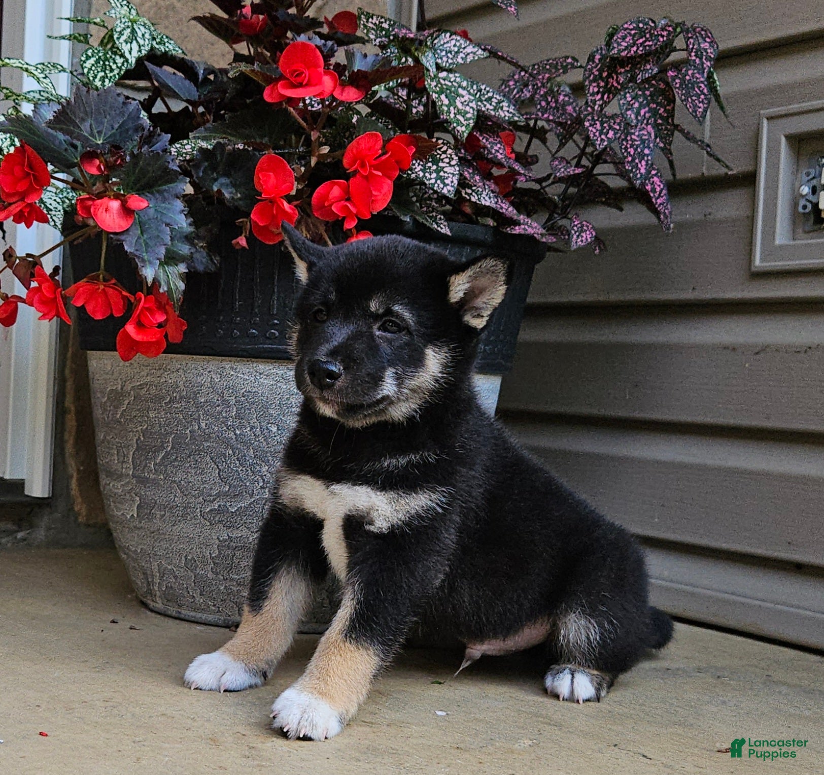 Shiba Inu dogs Hector - Ad 1