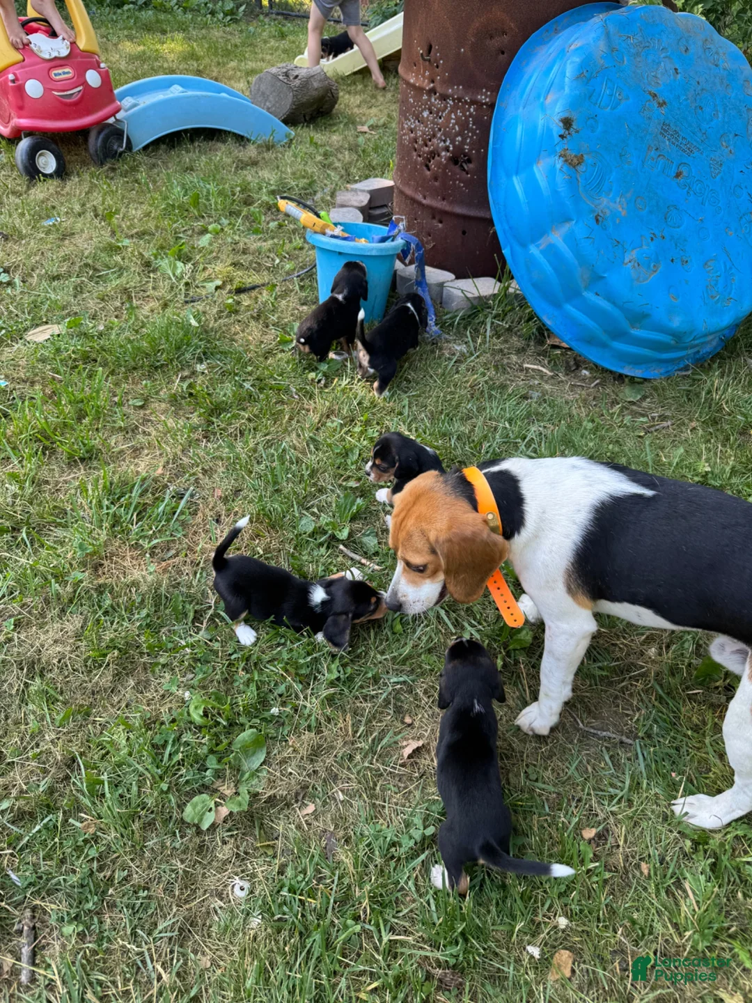 Beagle dogs for sale: Rumi - Ad 5