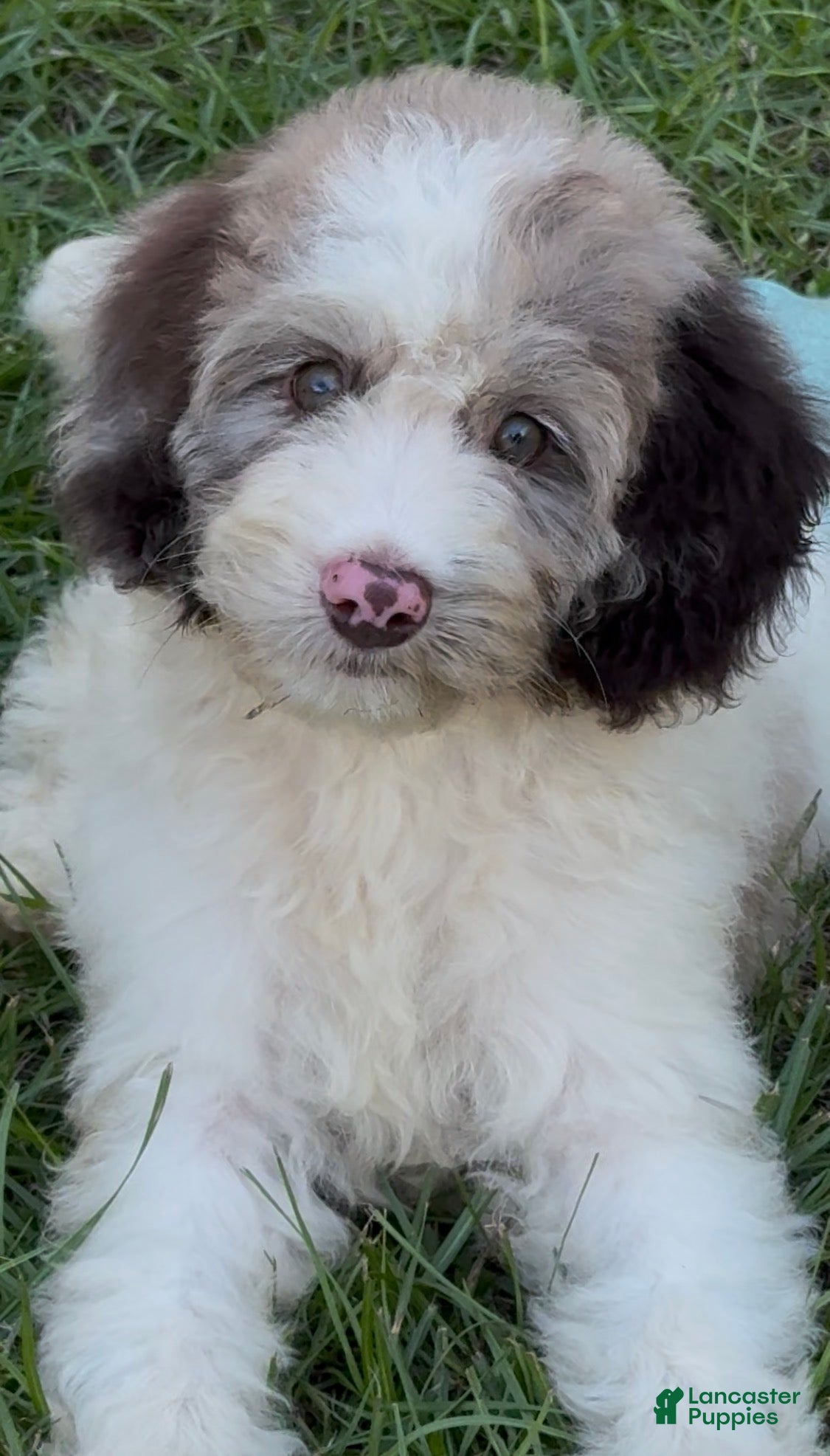 Cockapoo dogs for sale: Hazel - Ad 2