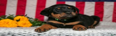 Tater