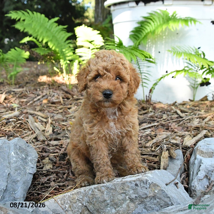 Havapoo dogs Tucker - Ad 1