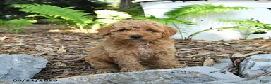 Tucker