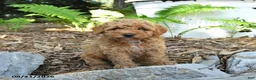 Havapoo dogs for sale: Tucker - Ad 1