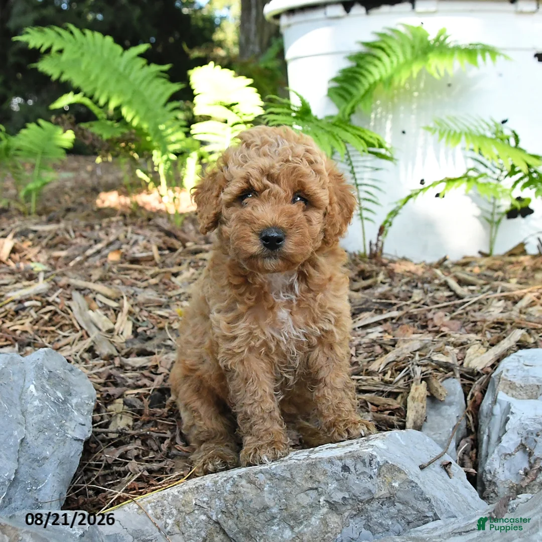 Havapoo dogs for sale: Tucker - Ad 1