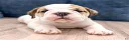 Beabull dogs for sale: Max - Ad 3