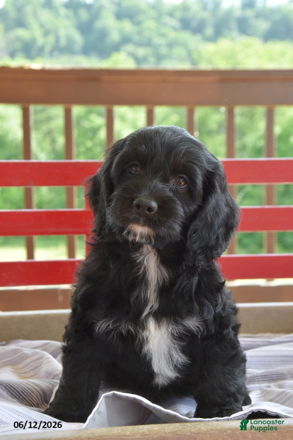 Cockapoo dogs Patty - Ad 2