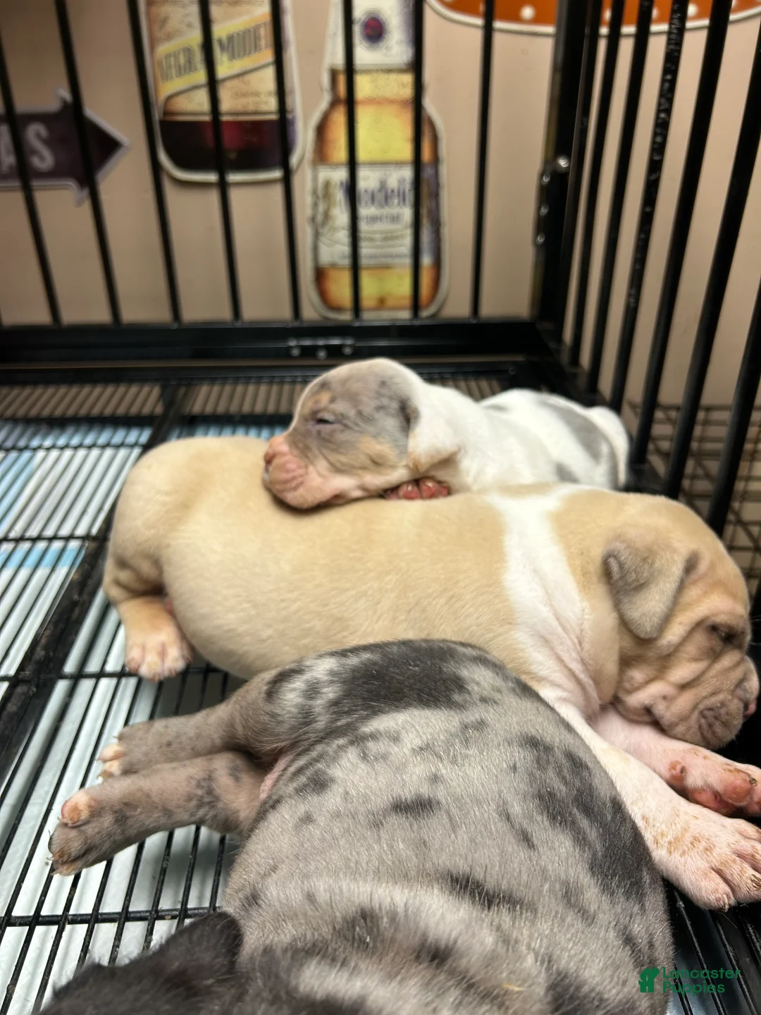 American Bully dogs for sale: American Bully Puppy 4 - Ad 2