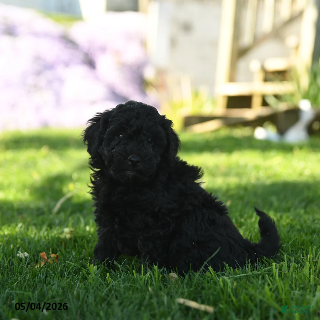 Mini Aussiedoodle dogs for sale: Kumin - Ad 3