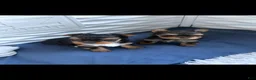 Yorkshire Terrier dogs for sale: Yorkshire Terrier 1 - Ad 4