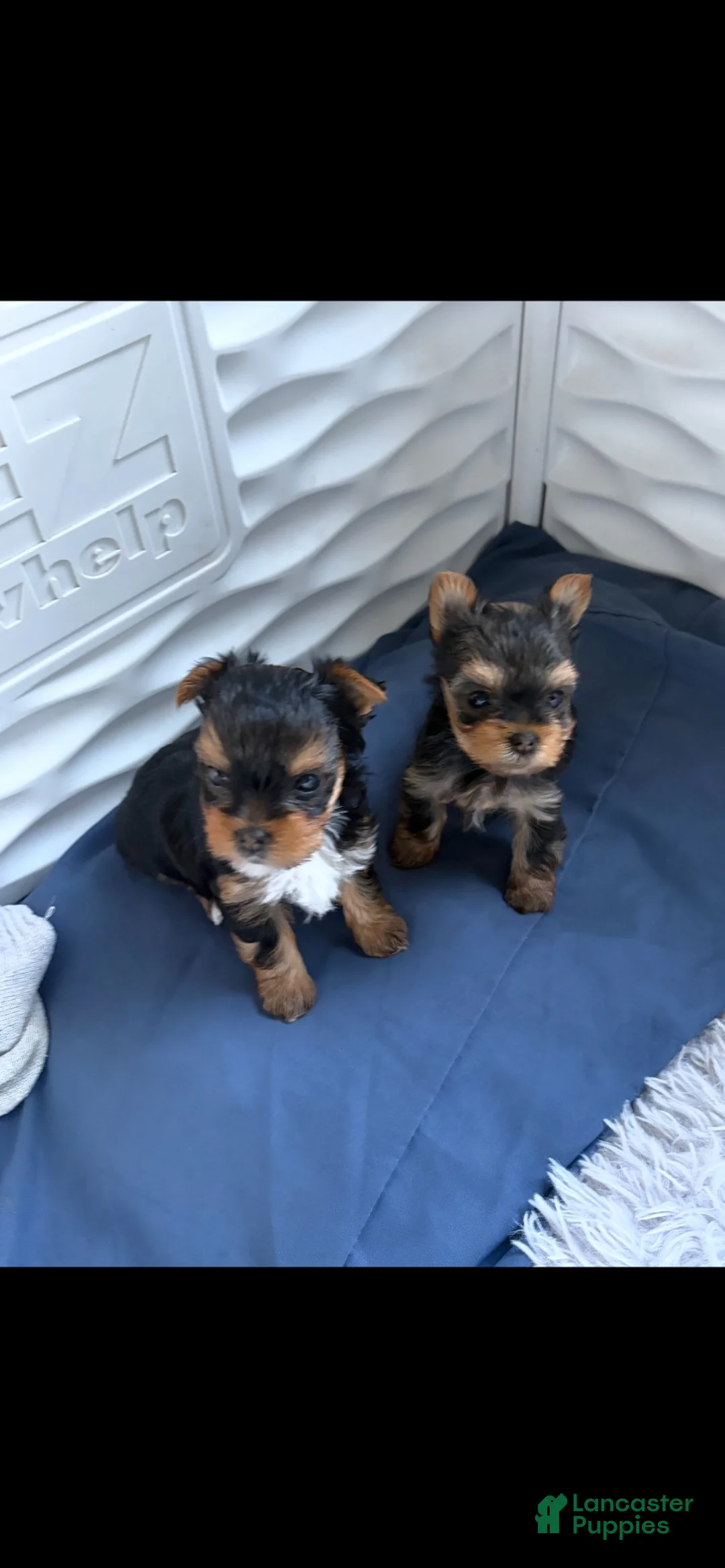 Yorkshire Terrier dogs for sale: Yorkshire Terrier  - Ad 2