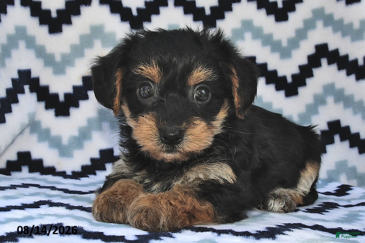 Yorkiepoo dogs Sunny  - Ad 2