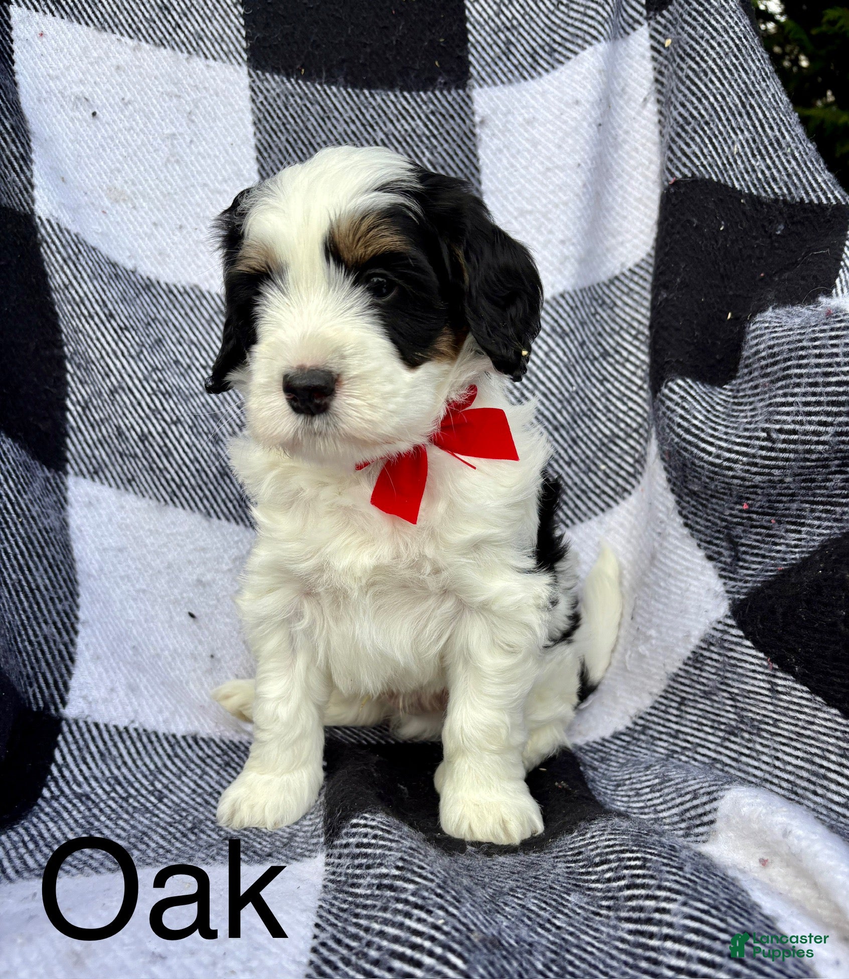 Mini Bernedoodle dogs Mini Bernedoodle Puppy 1 - Ad 1