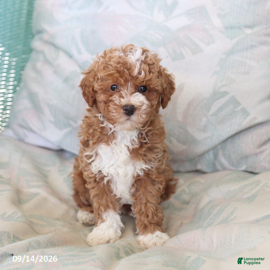 Maltipoo dogs Silas - Ad 1