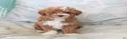 Maltipoo dogs for sale: Silas - Ad 1