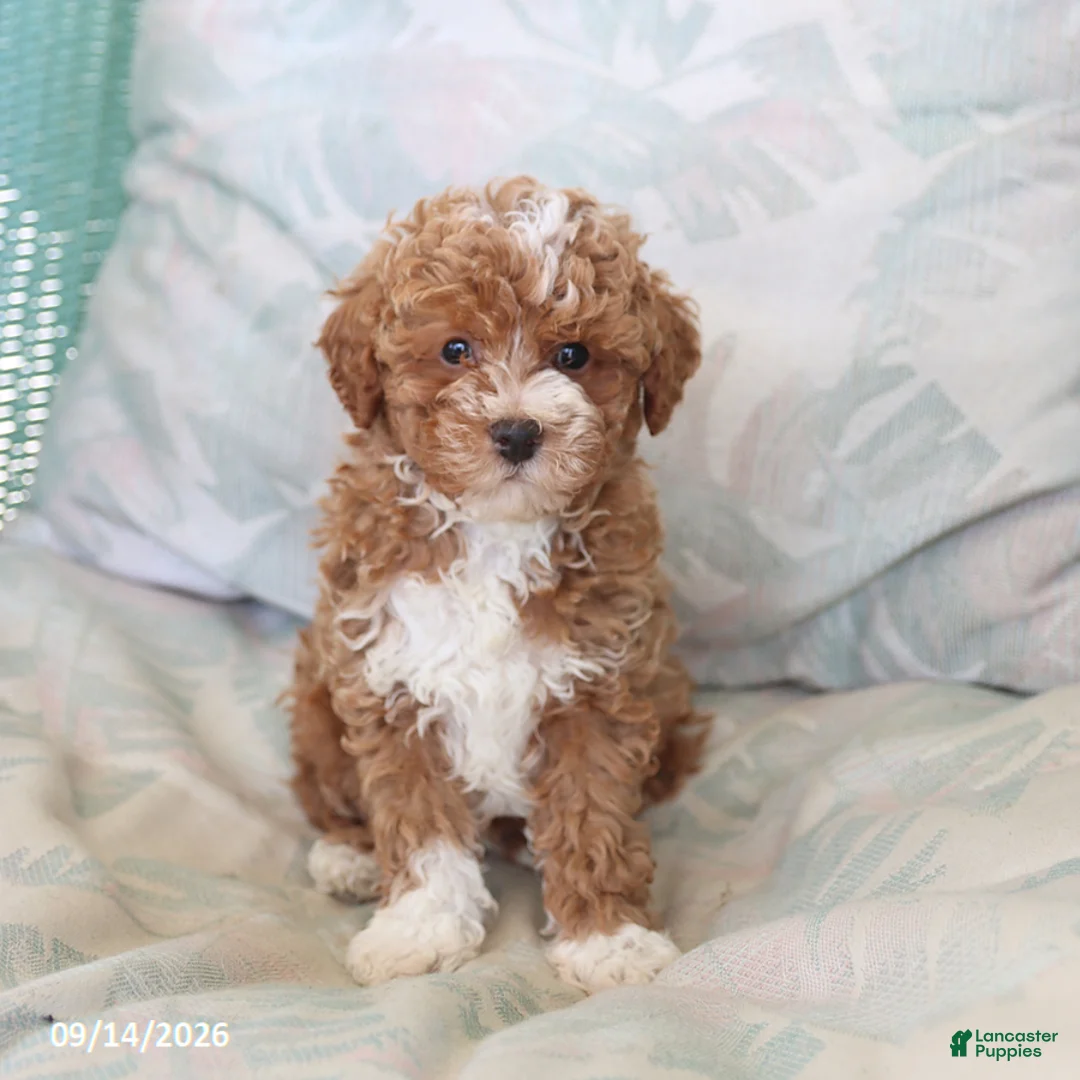 Maltipoo dogs for sale: Silas - Ad 1