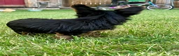 Yorkshire Terrier dogs for sale: Max - Ad 4