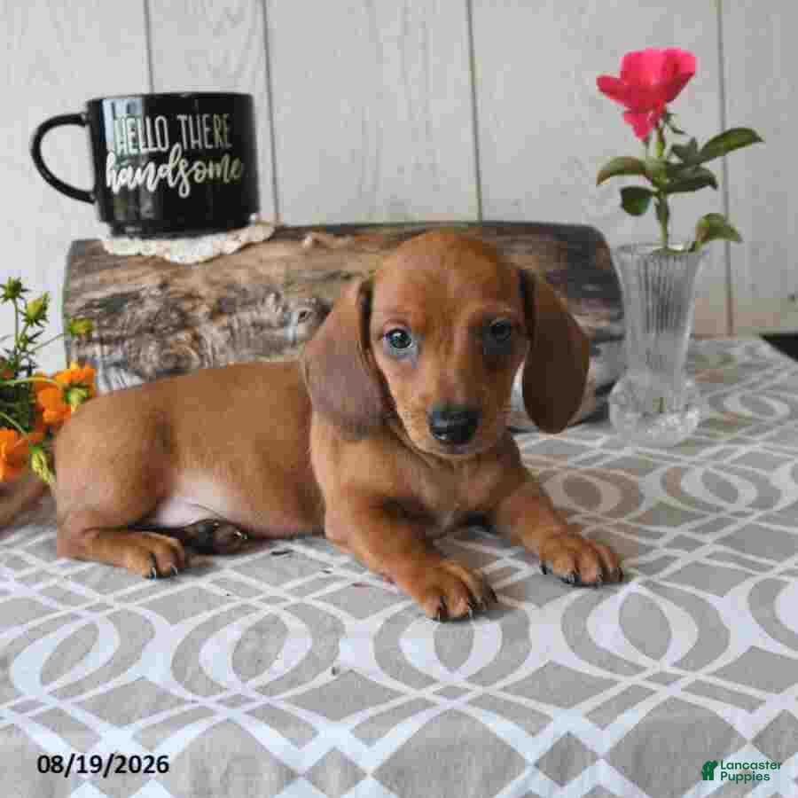 Miniature Dachshund dogs Timmy - Ad 2