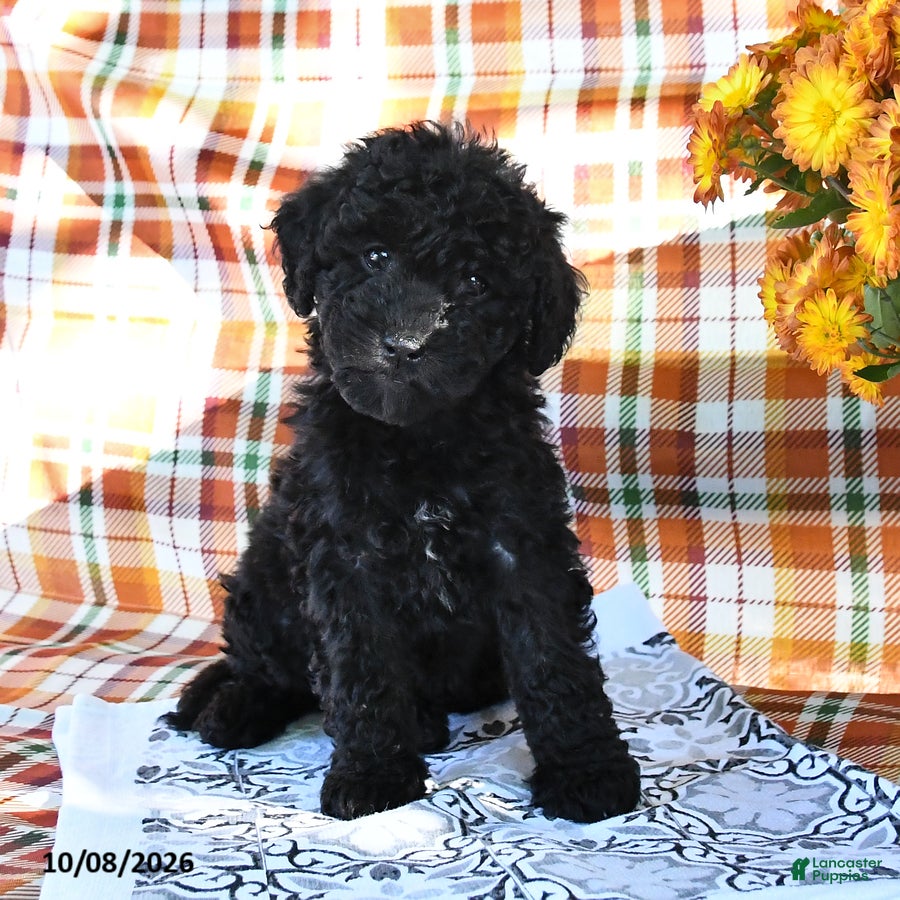 Mini Goldendoodle dogs Allie - Ad 2