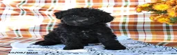 Mini Goldendoodle dogs for sale: Allie - Ad 2