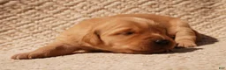 Golden Retriever dogs for sale: Daisy -AKC, Genetically Clear - Ad 99