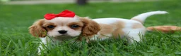 Cavalier King Charles Spaniel dogs for sale:  Nugget🐾 - Ad 7