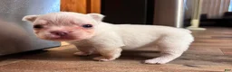French Bulldog dogs for sale: Skye - Ad 15