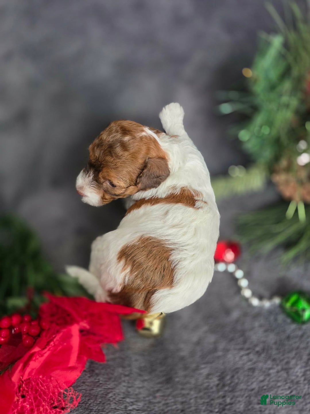 Havapoo dogs for sale: Julianne - Ad 4