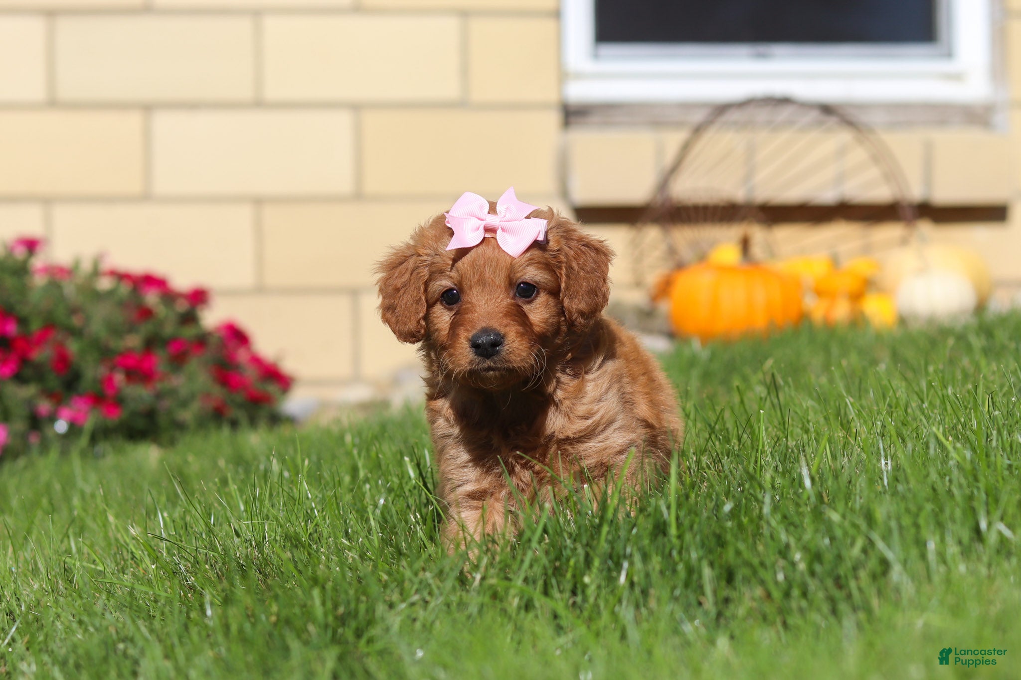 Mini Goldendoodle dogs Olivia - Ad 2