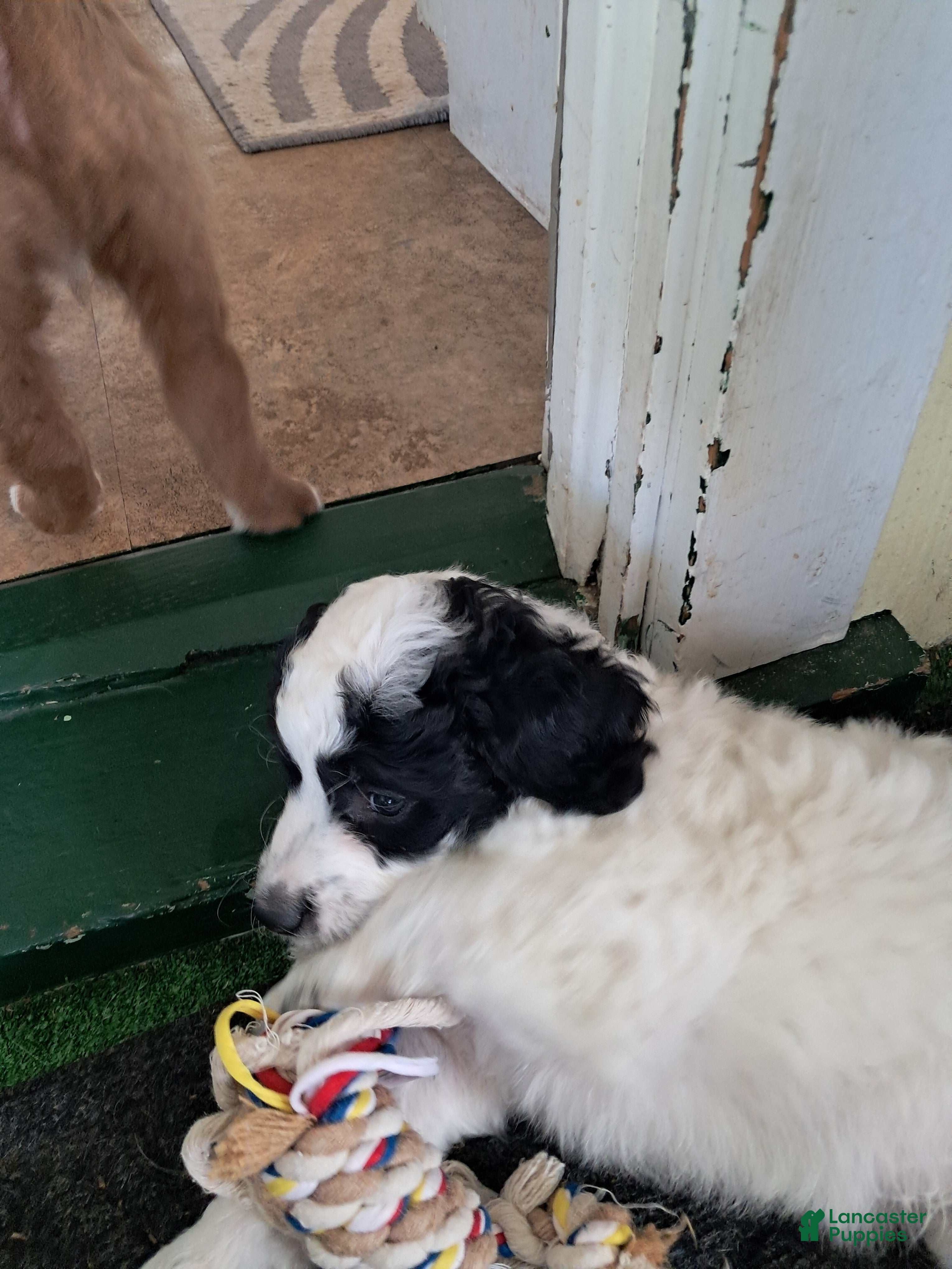 Double Doodle dogs Levi - Ad 2