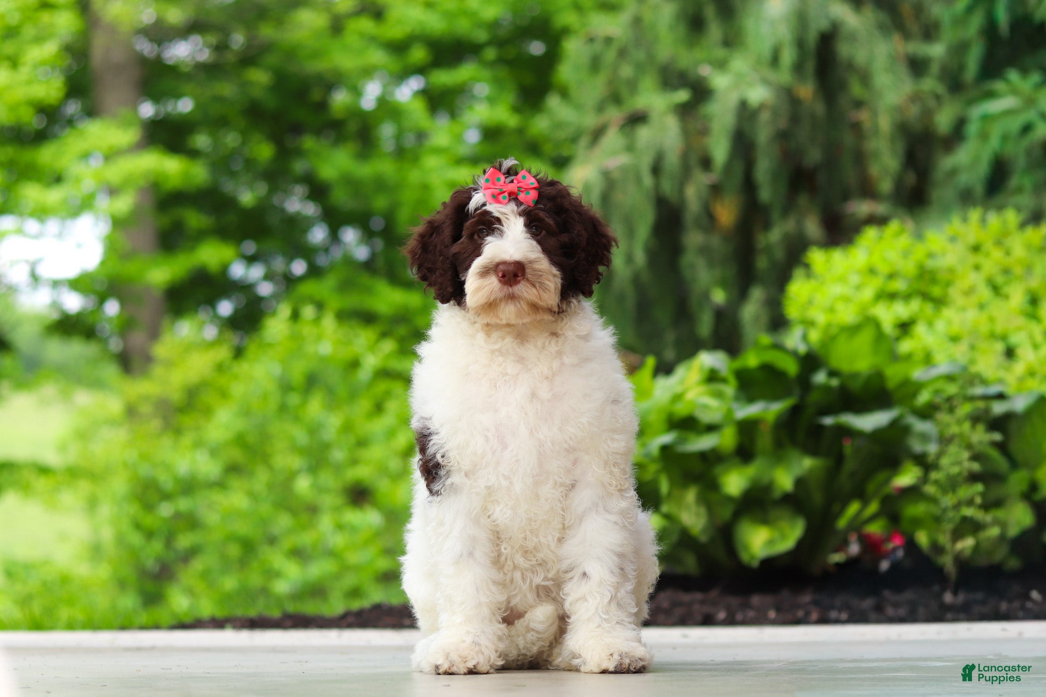 Portuguese Water Dog dogs Lindsey - Ad 1