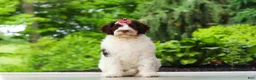 Portuguese Water Dog dogs for sale: Lindsey - Ad 1