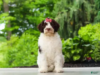 Portuguese Water Dog dogs for sale: Lindsey - Ad 2