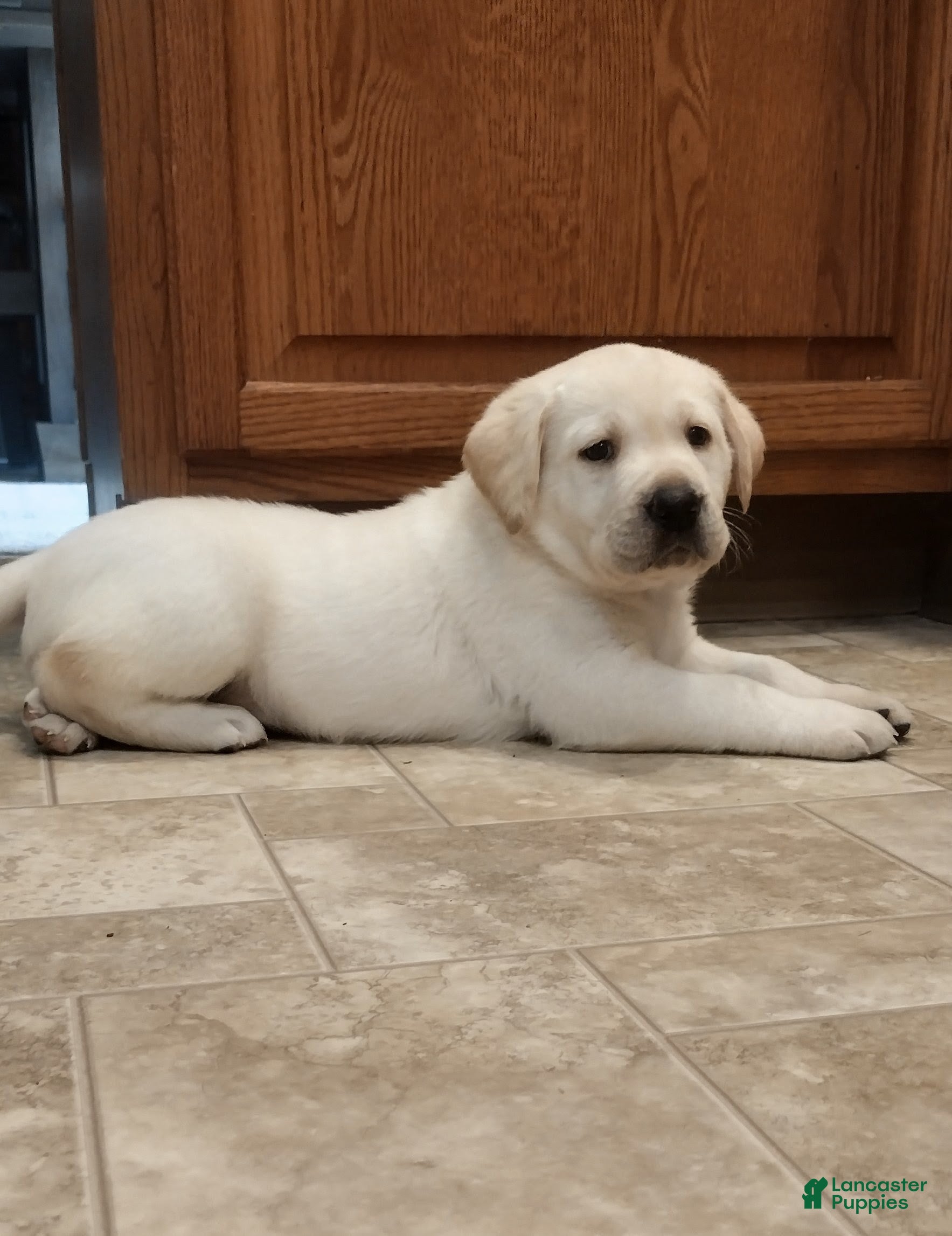 Labrador Retriever dogs Cooper  - Ad 2