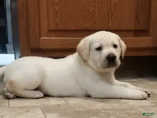 Labrador Retriever dogs for sale: Cooper - Ad 3