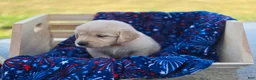 Golden Retriever dogs for sale: Golden Retriever 3 - Ad 3