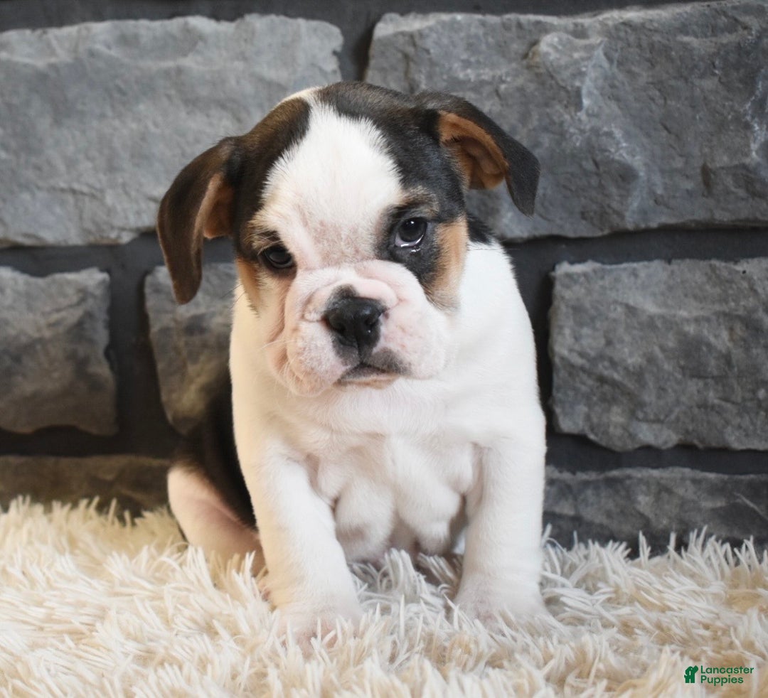 Mixed Breed dogs for sale: Biscuit  - Ad 4